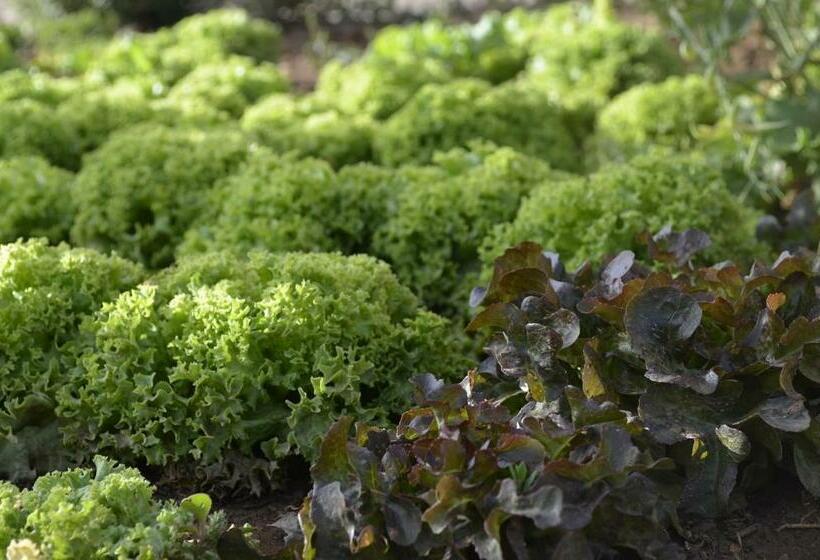 Hotel Adazen Ecolodge