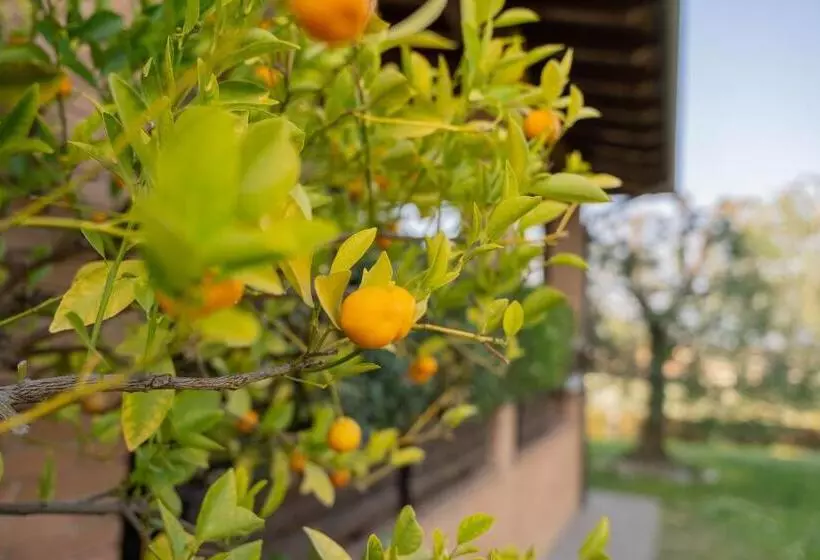 Ulivi B&b