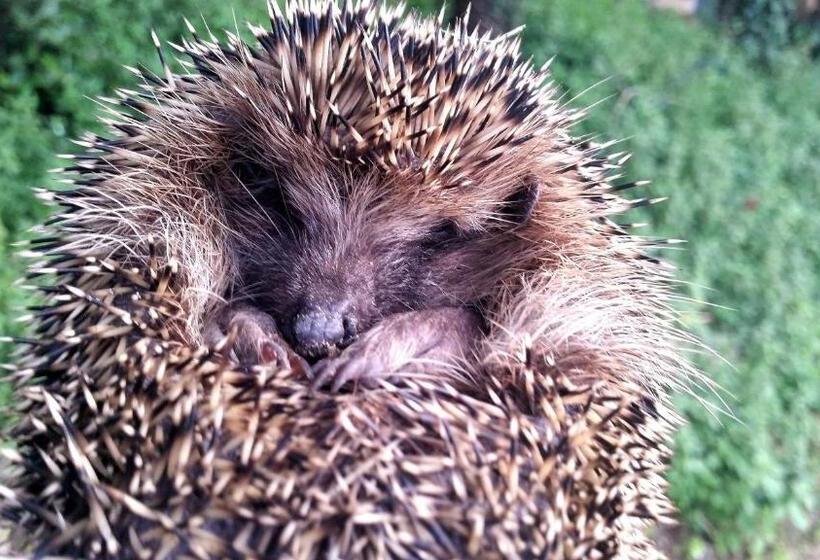 민박 La Tana Del Riccio