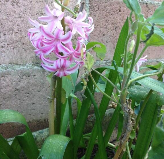 בית מלון כפרי Agriturismo Olivarancio