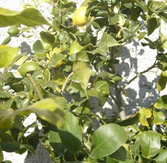 בית מלון כפרי Agriturismo Olivarancio