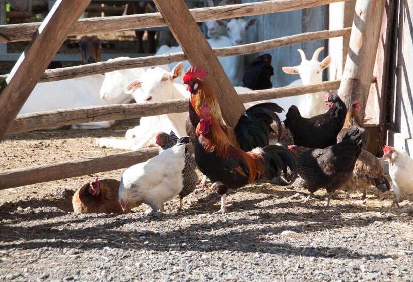 Отель App Unterhoelzlhof   Chalet Anima