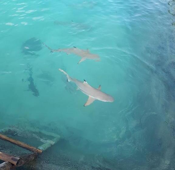 Hotell New Cottage Asri Karimunjawa