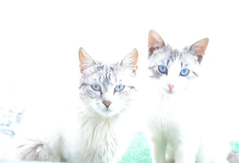 Пансион Cabana Plapumioara