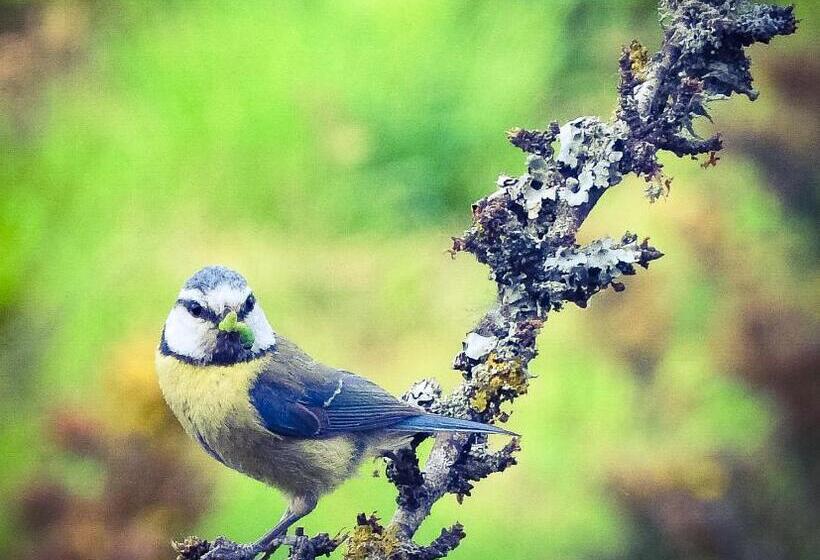 בית מלון כפרי Alicia Auray Le Bono
