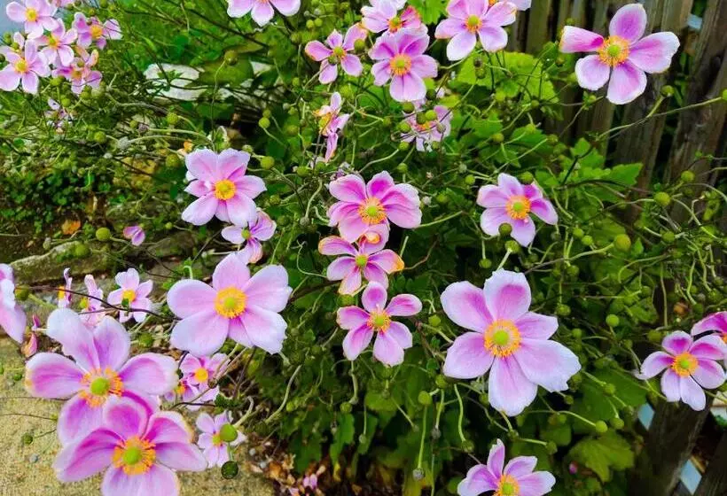 فندق Alicia Auray Le Bono