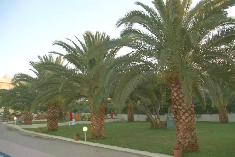 ホテル Theoni Apartments