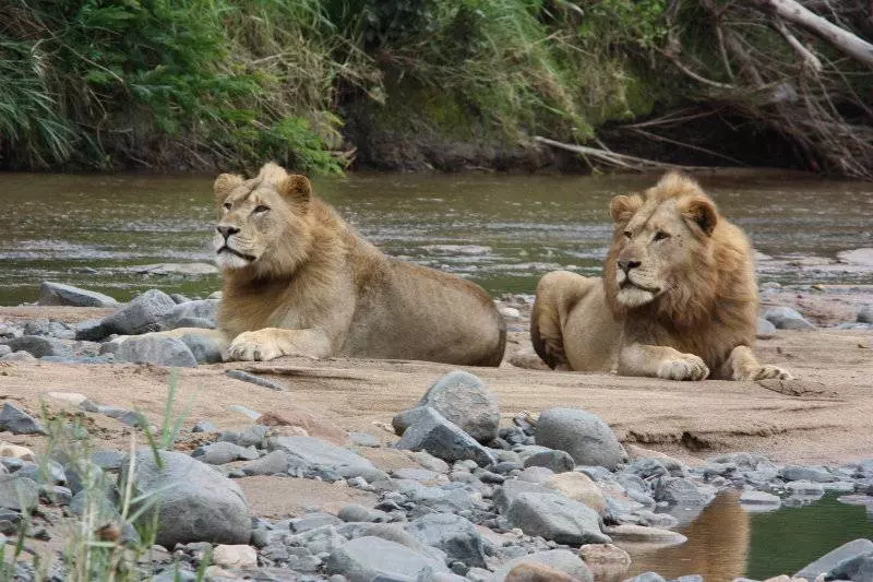 Leopard Mountain Safari Lodge