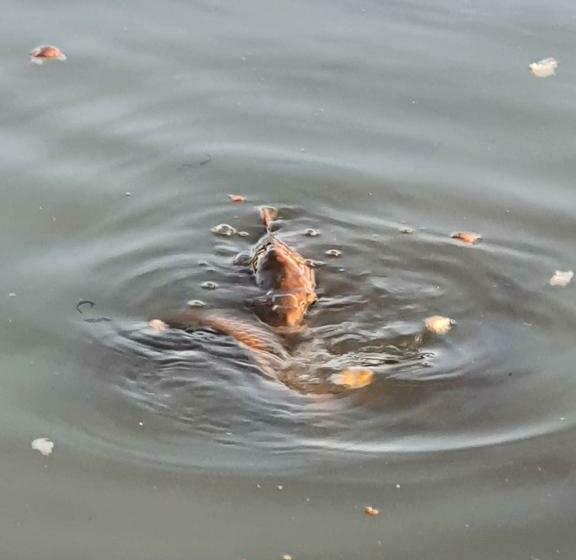 בית מלון כפרי Cheverny La Vie Est Belle