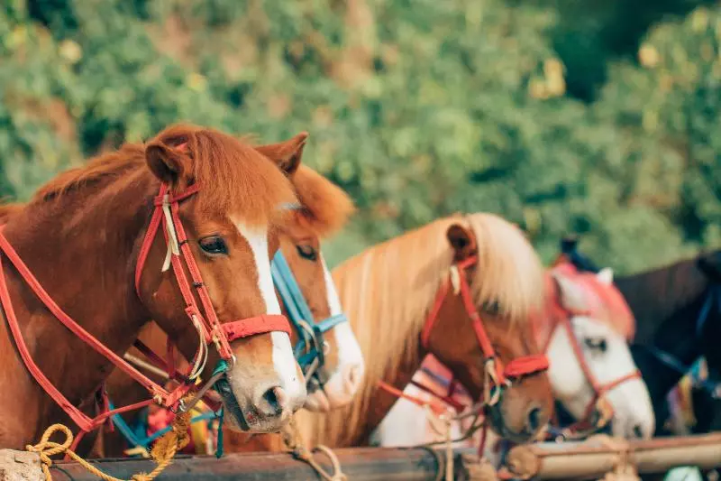 בית מלון כפרי Azalea Residences Baguio