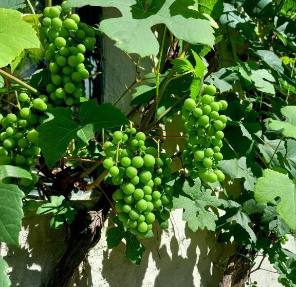 B&b Wood, Food & More