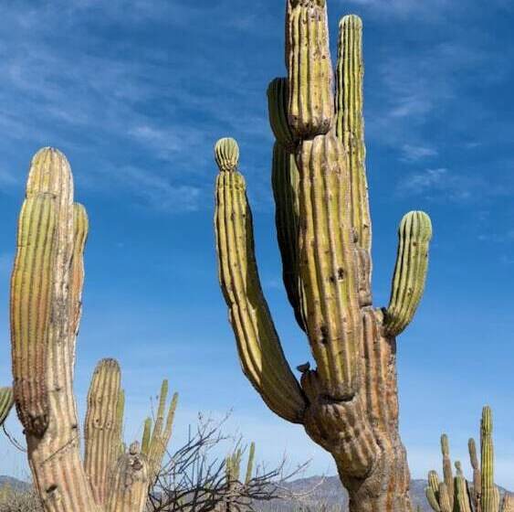 Отель Changomango