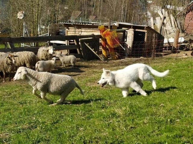 Majatalo Chata U Kostela