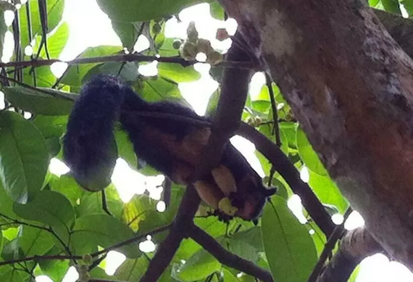 Aamiaismajoitus (B&B) Gem Field Rest