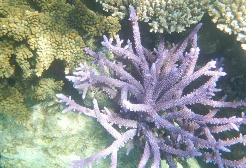 Gustav S Place Silver Beach Dive Resort