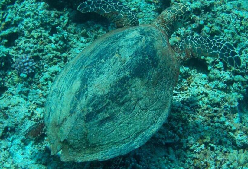 Gustav S Place Silver Beach Dive Resort