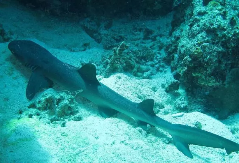 Gustav S Place Silver Beach Dive Resort