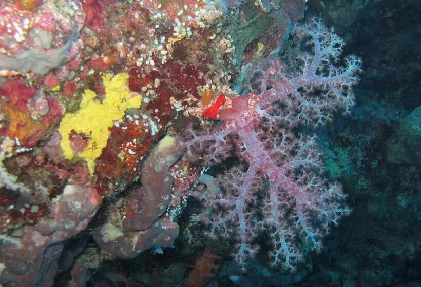 Gustav S Place Silver Beach Dive Resort