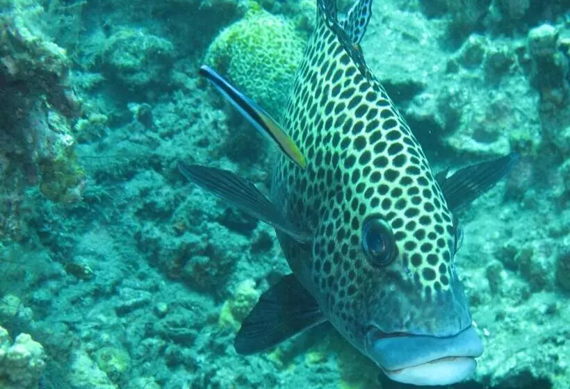 Gustav S Place Silver Beach Dive Resort