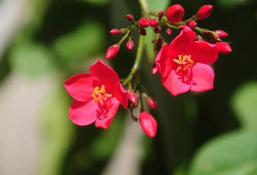 Gustav S Place Silver Beach Dive Resort