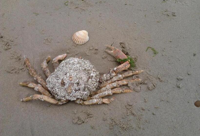 Pansiyon Rosslare Strand Rooms Only Accommodation