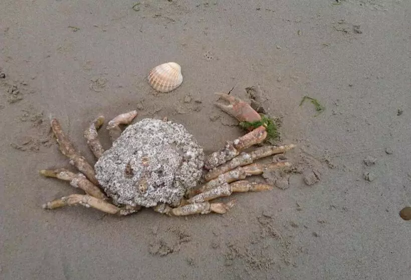 Majatalo Rosslare Strand Rooms Only Accommodation