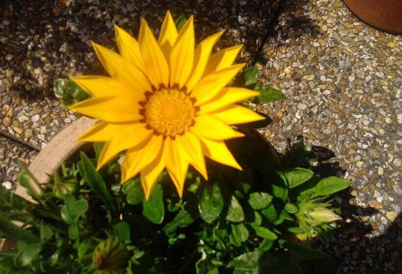 Pansiyon Rosslare Strand Rooms Only Accommodation