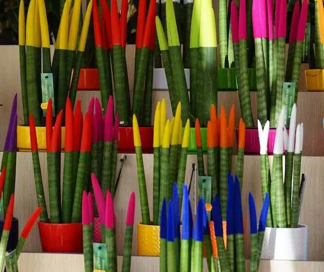 Pensión Alicante San Nicolás