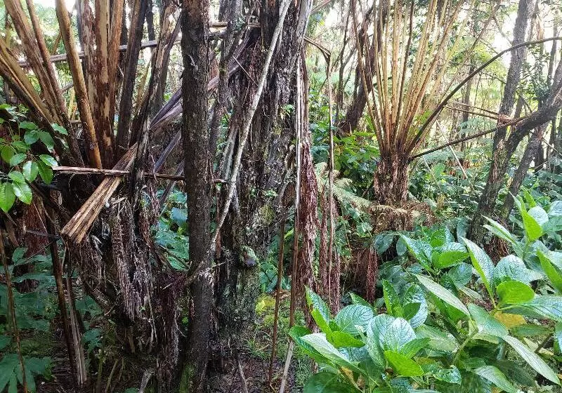 فندق Chalet Kilauea Collection - Inn At Volcano