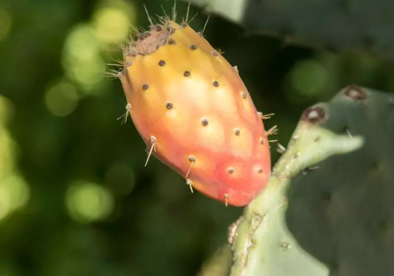 ホテル Maison Tresnuraghes