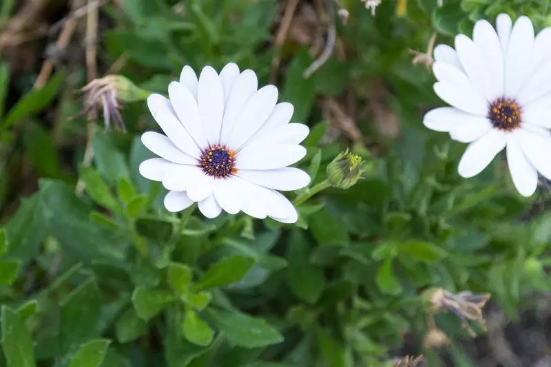 ホテル Maison Tresnuraghes