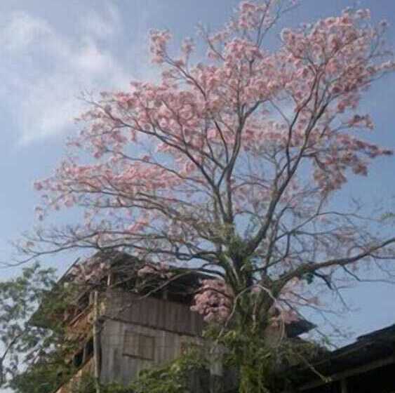 酒店 Mirador Prendas