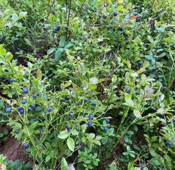 Majatalo Handlarens Villa   Vandrarhem De Luxe