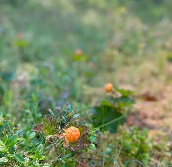 Majatalo Handlarens Villa   Vandrarhem De Luxe
