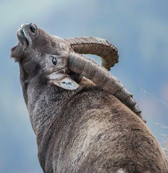 فندق صغير Edelweiß Am öberle