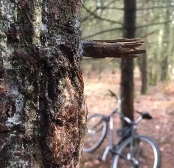 ベッドアンドブレックファースト L Hôtié De Brocéliande à Paimpont, Au Coeur Des Sites Naturels Et Légendaires