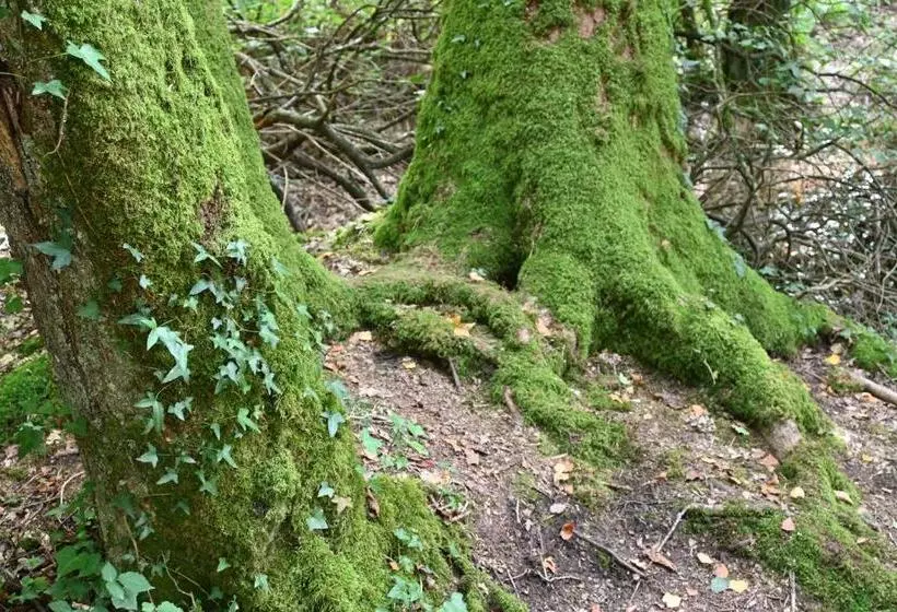 ベッドアンドブレックファースト L Hôtié De Brocéliande à Paimpont, Au Coeur Des Sites Naturels Et Légendaires