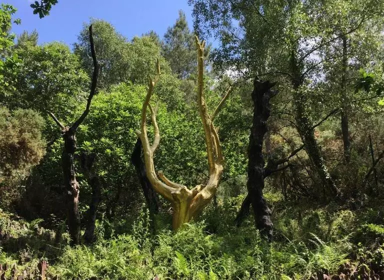 ベッドアンドブレックファースト L Hôtié De Brocéliande à Paimpont, Au Coeur Des Sites Naturels Et Légendaires