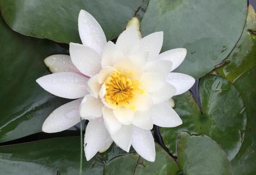 Bed and Breakfast L Hôtié De Brocéliande à Paimpont, Au Coeur Des Sites Naturels Et Légendaires