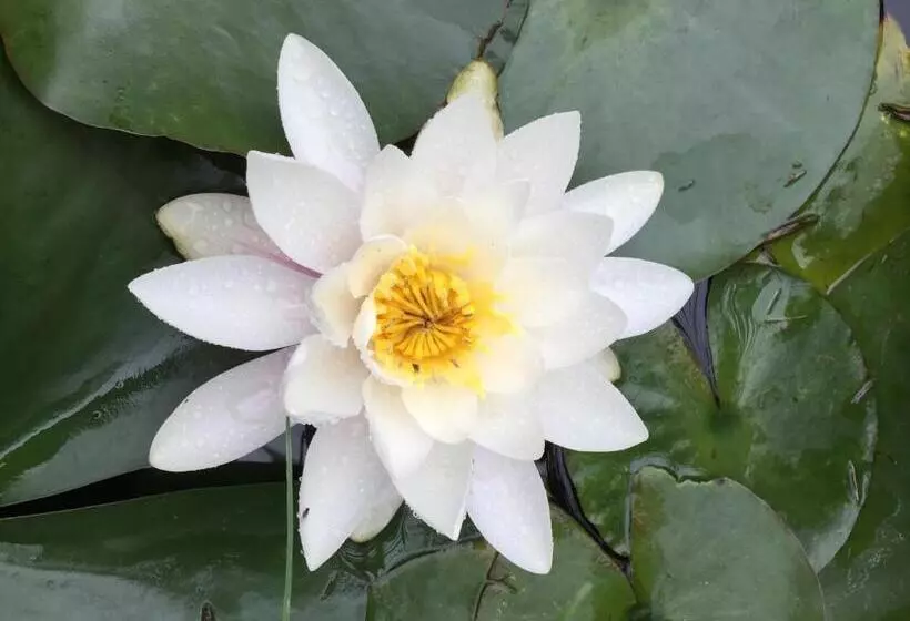 ベッドアンドブレックファースト L Hôtié De Brocéliande à Paimpont, Au Coeur Des Sites Naturels Et Légendaires