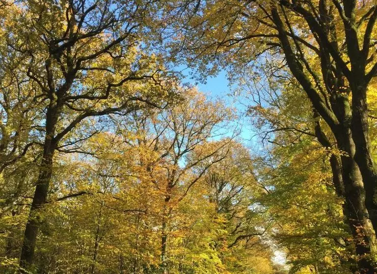 ベッドアンドブレックファースト L Hôtié De Brocéliande à Paimpont, Au Coeur Des Sites Naturels Et Légendaires