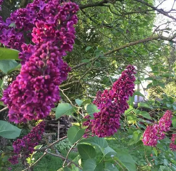 ベッドアンドブレックファースト L Hôtié De Brocéliande à Paimpont, Au Coeur Des Sites Naturels Et Légendaires
