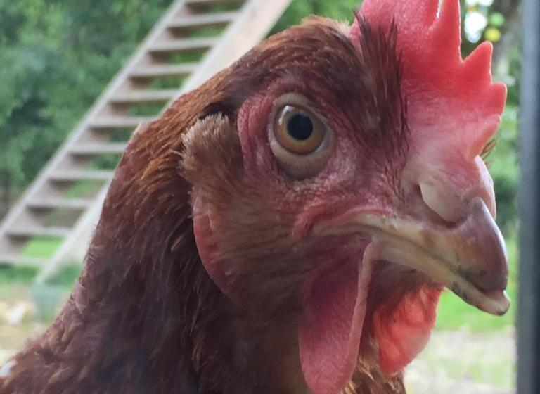 Bed and Breakfast L Hôtié De Brocéliande à Paimpont, Au Coeur Des Sites Naturels Et Légendaires