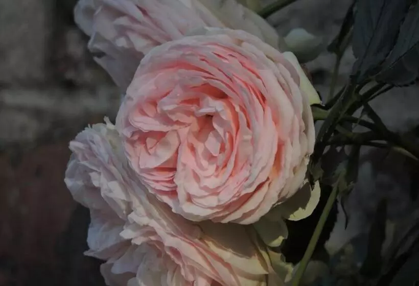 ベッドアンドブレックファースト L Hôtié De Brocéliande à Paimpont, Au Coeur Des Sites Naturels Et Légendaires