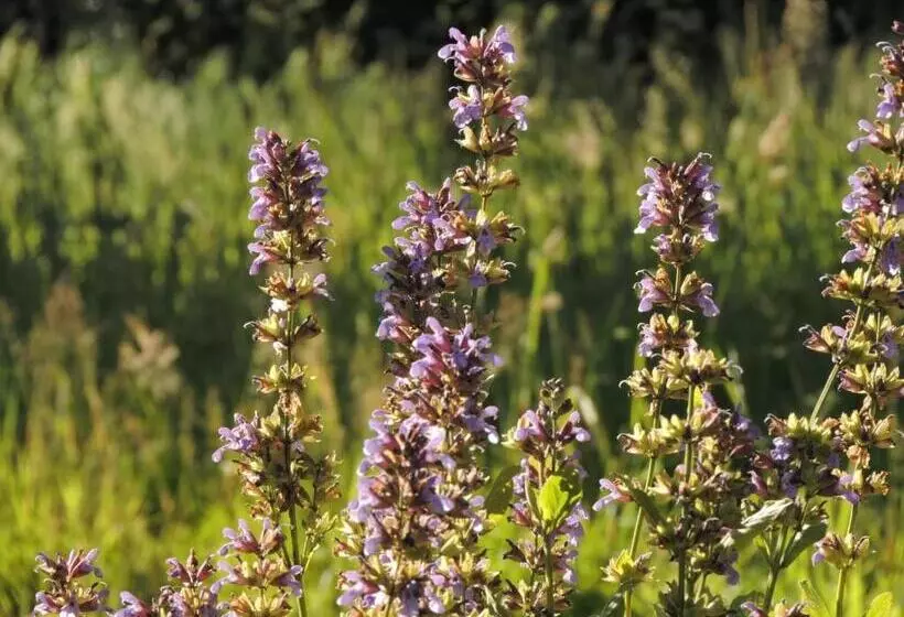 ベッドアンドブレックファースト L Hôtié De Brocéliande à Paimpont, Au Coeur Des Sites Naturels Et Légendaires