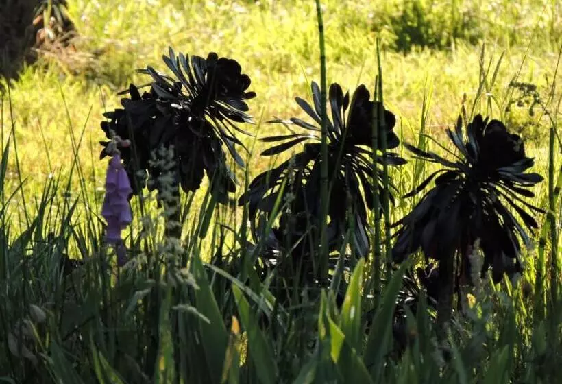 ベッドアンドブレックファースト L Hôtié De Brocéliande à Paimpont, Au Coeur Des Sites Naturels Et Légendaires