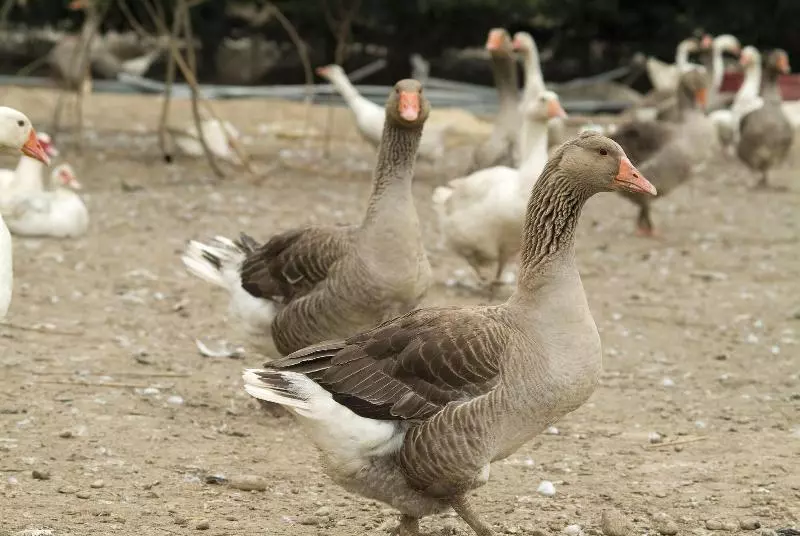 Agriturismo Cascina Madonnina