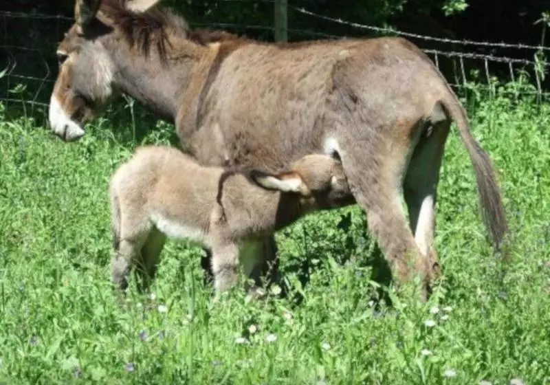 Agriturismo Il Marrugio