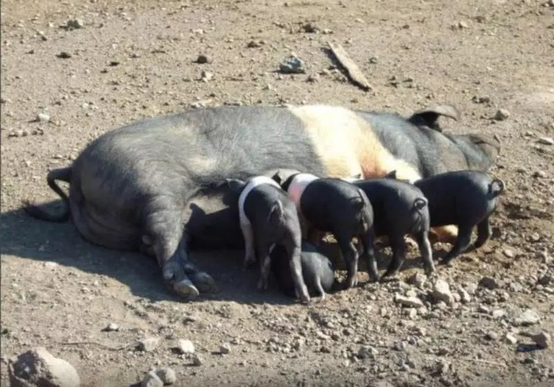 Agriturismo Il Marrugio