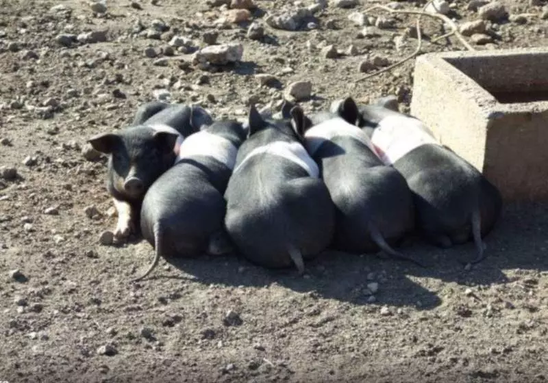 Agriturismo Il Marrugio
